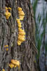 910055_Pilzbefall schönes Pilzfoto gelber Porlinge auf Baumstamm wildwachsen entlang Rinde