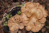 40072_ Austernpilz, Austernseitling auf Baumstamm, essbarer Pilz Pleurotus ostreatus