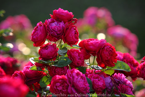 Pfingstrosen, Ponien, lila-rot Blten, fllige Zierblumen, blhen in Gegenlicht, Paeonia lactiflora image
