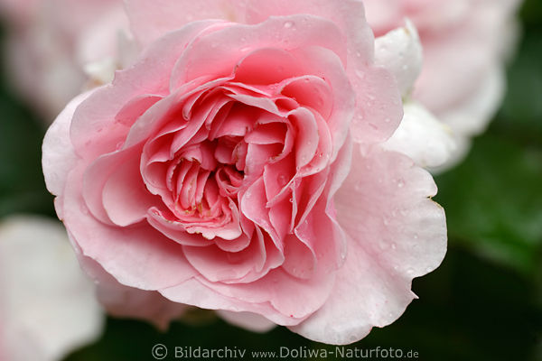 Rose hell, Blte Nahbild, Rosa, Climber, weiss-rosa Kletterrose, Gartenrose Makrofoto, Zierpflanze