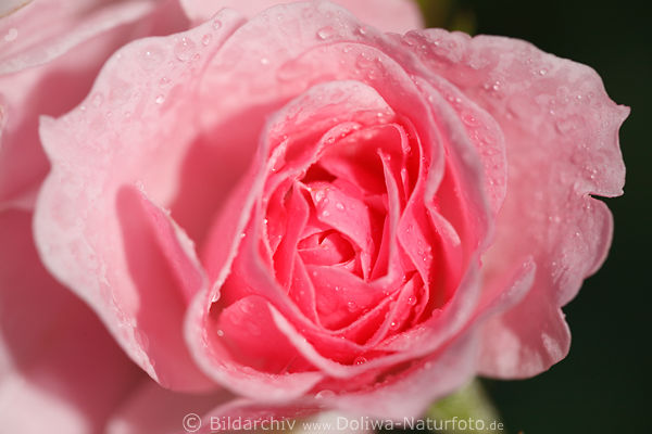 Duftrose in Regentropfen nass rosaweie Gartenrose Kletterrose