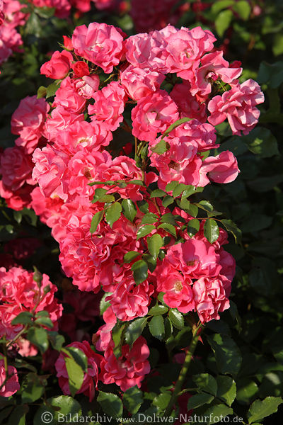 Rosenstrauch, Rotblten dichte Flche, durchwachsen mit Bltter, grn vermischt in Gartenfotografie