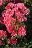 1302639_Rosenstrauch Rotblüten Foto dicht durchwachsen mit Blätter grün vermischt in Gartenfotografie
