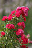 911415_ Grüner Rosenstrauch dicht bewachsen mit roten Rosen Rotblüten Fotografie