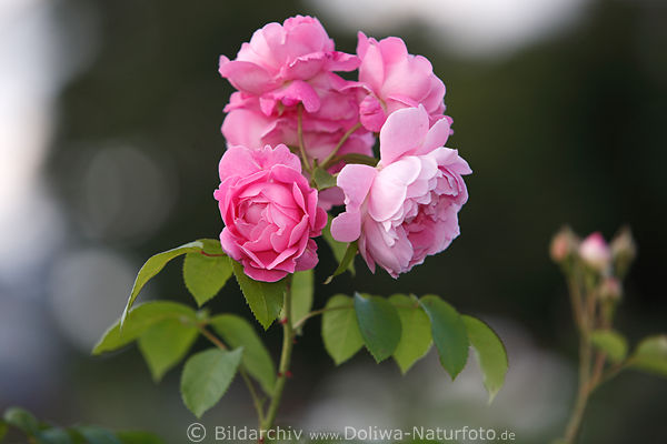 Rosenzweig 4 violette Rosenblten dicht gewachsen, grne Bltter, Gartenrosen Makrobild
