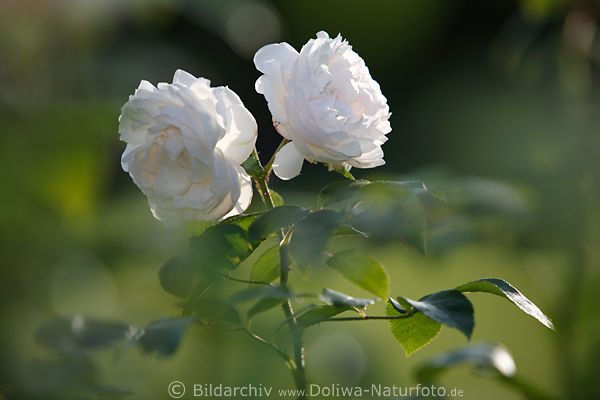 Weisse Rosen Bild, grner Rosenzweig, Weirosen Bltenpaar in Gartensonne
