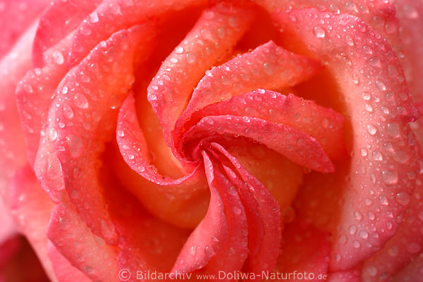 Rose Bltenspirale in Tau Wassertropfen Makrofoto hell-grell Rotfarben
