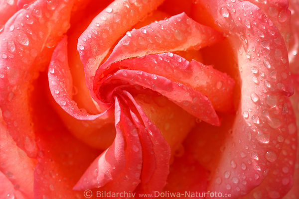 Rose Blütenspirale hell-grelle Rotblume Makrobild in Wassertropfen