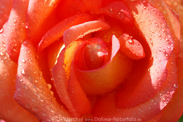 Rose Blten-Innere hell-rot Blttchen Rotblume in Wassertropfen, grell, knallige Farben