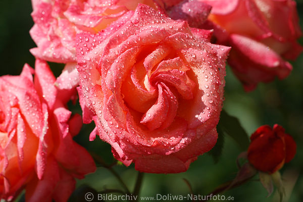 Rosenblte Makrofotografie, nass Wassertropfen, rosarot, hell, Blume spiralfrmig