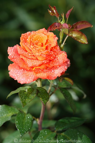 Rosenblte am Zweig, rot-gelb, nass, Wassertropfen, Gartenrose in Grnbltter, Rosa image