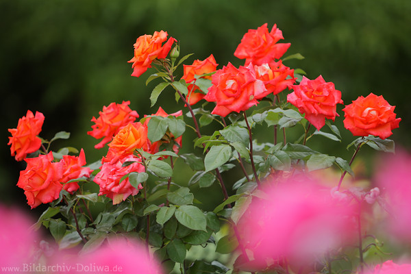 Duftrosenbild Farbdesign rot in lila vorn verwischte Blten Grnstrauch blhende Komposition