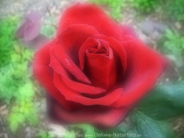 Rote Rose, Romantik Rosenblte, weich, verwischt, unschrfe, Gartenrose, Duftrose