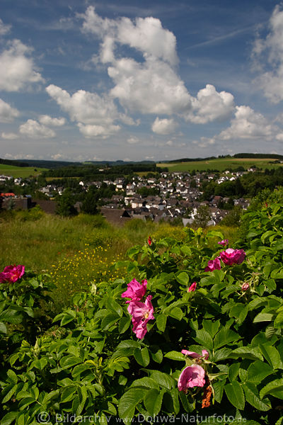 Kartoffel-Rose, Rosa rugosa, lila, wilde Blten, Wolken-Himmel, Landschaft Stadtblick