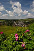 705013_Kartoffel-Rose Foto, Rosa rugosa, lila, wilde Blten, Bild vor Wolken am Himmel ber Landschaft Stadtblick