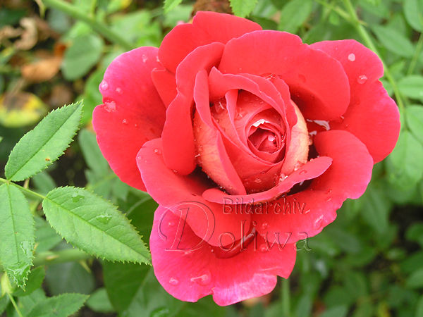 Rote Rose Blte, Bltter  Fotografie, Gartenrose, Rosa, Zuchtrose, Hybridrose