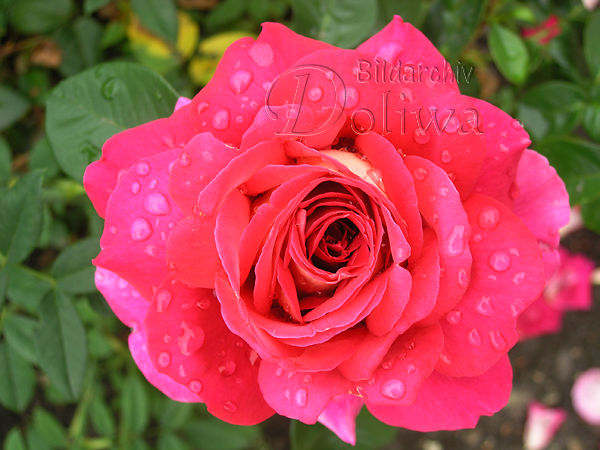 Duftrose blaurot, Blte mit Regentropfen, Rosen ber Bltter, Gartenrose