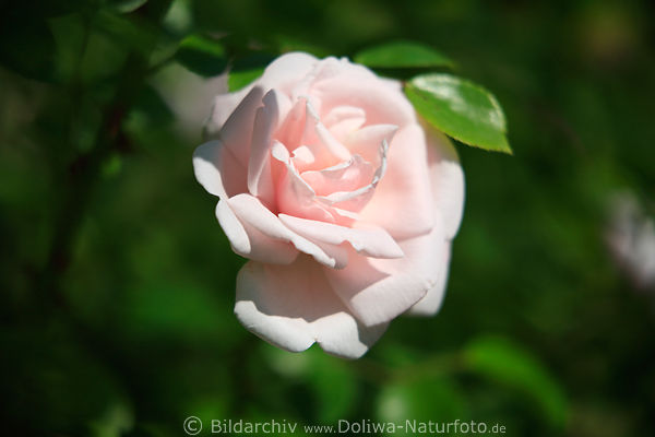 Rose Climber, Rosenblatt, Gartenrose, rosawei, Rosa Kletterrose, Blte mit Grnblatt