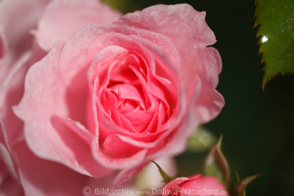 Rose Blte in Nsse rosawei Kletterrose