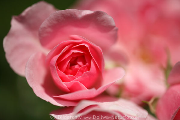 Rose Blte Design Makrobild: Gartenrose rosawei Climber Kletterrose Fotografie