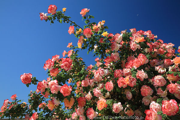 Rosenstrauch Bltenpracht am Blauhimmel