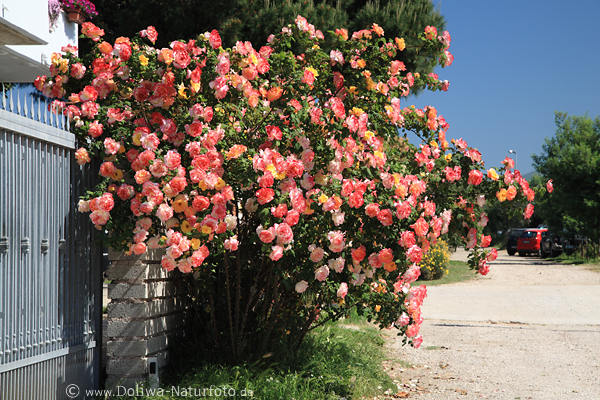 Rosenstrauch rot-weiss-gelb Bltenflle am Zaun