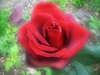 Rote Rose Romantik Rosenblüte Fotografie, Gartenrose Rosablüte, Duftrose in Garten abstrakt Blumenfotodesign Naturbild