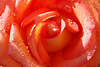 109790_Rose Blüte Innere hell-rote Blättchen Großbild in Wassertropfen Rotblume grelle knallrote Farben