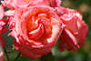 109797_Rote Rosen Blüte mit Wassertropfen Makrobild heller Rotblume spiralförmige nass Blättchen