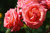 109801_Rote Rosen Blütenpaar in Sonne mit Tautropfen Makrobild nasse Blättchen heller spiralförmig