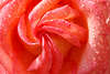 109819_Spirale der Rose Blüte Großfoto hell-grelle Rotblume Blütenblättchen Makrobild in Wassertropfen