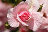 109821_Rosenblüte in Wassertropfen Foto rosaweiß Rosa Climber Blüte nass, hell Formatfüllend mit Knospen