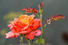 1204097_Rotgelbe Rosenblüte Foto in Wassertropfen Rotblätter nasse Blumenbild