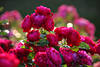 Pfingstrosen Päonien füllige Blüten in Gegenlicht lila-rot blühen