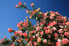 Blütenpracht am Rosenstrauch Foto dichte Blütenfülle bunte Rosenmenge am Blauhimmel