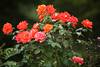 Rosenblüten Grünblätter-Strauch Duftrosen rosa-rot blühende Zierblumen