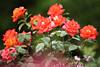 Rosenblumen am Strauch Rotblüten über Grünblätter in Foto Duftrosen-Wachstum