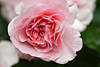 706190_ Rose Rosa Climber Kletterrose Blüte in Nahbild, Gartenrose weiss-rosa Zierpflanze Rosablüte Makrofoto