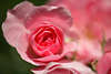 807012_ Rose Rosa Gartenrose rosaweiße Blüte Fotografie, Climber Kletterrose rosa Blüte Makrobild, Fotodesign