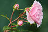 807236_ Rosenzweig lila Blüte, Knospen Foto, Duftrose auf grünem stillen Hintergrund