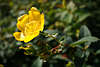 808195_ Gelbblüte der Bodendeckerrosen, gelbe Altenrose Blüte und grüne Blätter der Alten Rosen in Bild