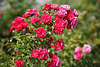 911416_Rosenstrauch Fotos: Rosenblumen rot, hoch, dicht gewachsen, über grüne Blätter