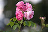 911552_ Rosenzweig Foto mit vier violetten Rosenblüten dicht gewachsen über grüne Blätter der Gartenrosen