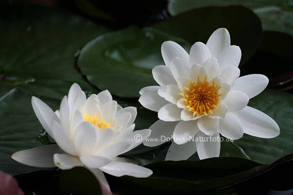 Weiss-gelb Seerosen Photo Bltenpaar Wasserflora Naturbild ber Schwimmbltter