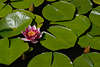 705044_ Seerose lila, Nuphar violette Blüte, über grüne Blätter  schwimmen in Wasser, Nymphaea Foto