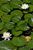 705047_ Weissen Seerosen Blüten Paar auf Blätter, Nymphaea alba grüner  Blattteppich Foto in Wasser