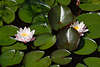 705050_ Weissen Seerosen Paar, Nuphar Blüten, Nymphaea alba Naturfoto,  Schwimmblattpflanzen in Wasser über grüne Blätter schwimmen