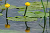 43666_ Seerosen Naturbild Teichrosen Mummel Gelbblüten Wasserrosen Spiegelung Grünblätter