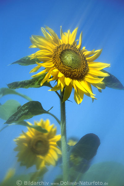 Sonnenblume Bewegung abstrakt am Blauhimmel Rundblüte Farbstreifen
