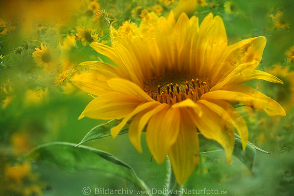 Durchsichtige gelbe Sonnenblte abstrakt Doppelbelichtung Grnbltterfeld